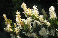 Image: screensaver of Australian flowers