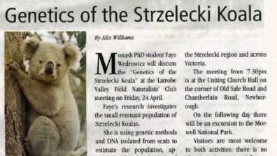 Clipping about Strzelecki koala